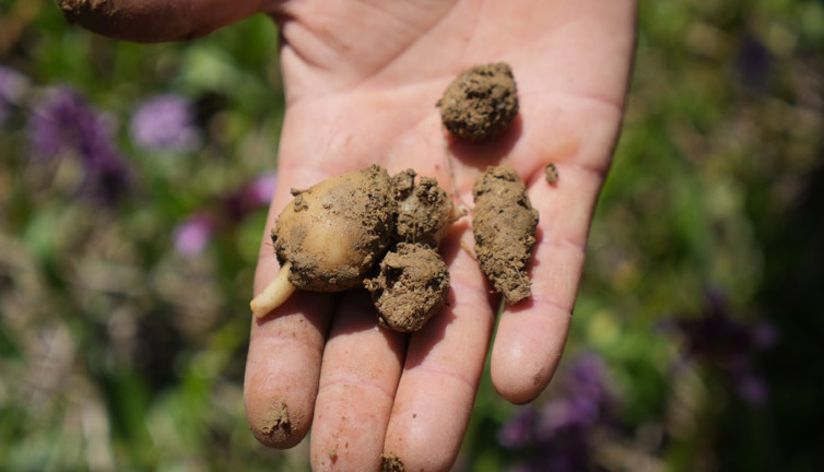 İktidarsızlığı anında bitiriyor sivilceleri mum gibi söndürüyor. Altın gibi bitkinin kilosu 3 bin TL