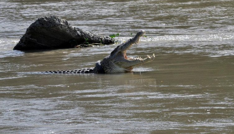ABD'nin Florida eyaletinde timsah saldırısına uğrayan kadın hayatını kaybetti