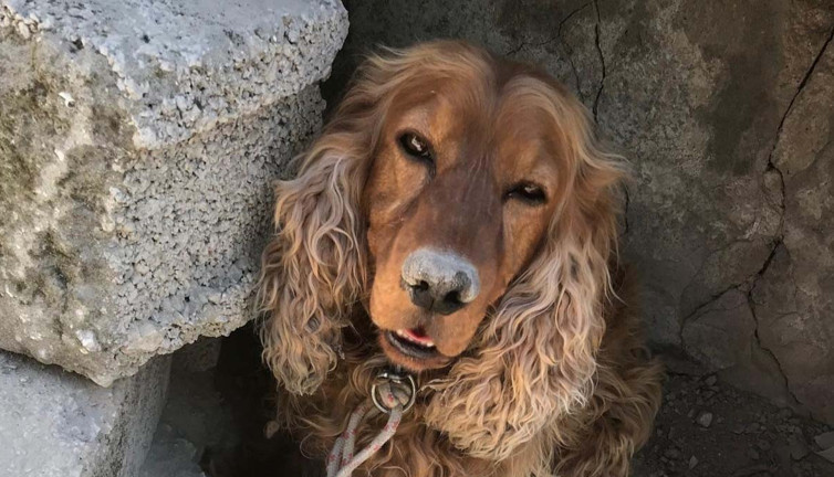 Bulan ödüllendirilecekti! 3 aydır aranıyordu: Ağaca bağlı bulundu depresyona girdi