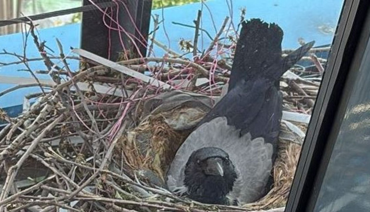 Ev hapsindeki Mahir Polat’ın belediyedeki ofisine sürpriz konuk! Videosu izlenme rekoruna gidiyor