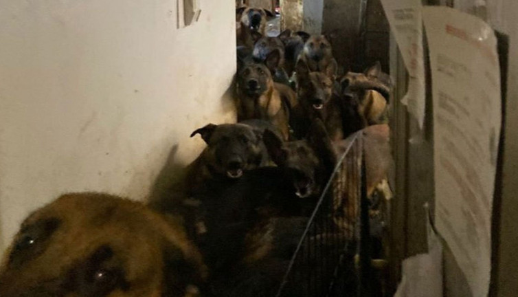 Bir apartman dairesinde 48 köpek bulundu! ABD'de yürek burkan görüntü