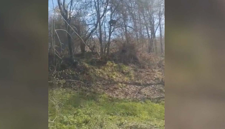 Kangal korkusu ağaca tırmandırdı! Canını zor kurtardı