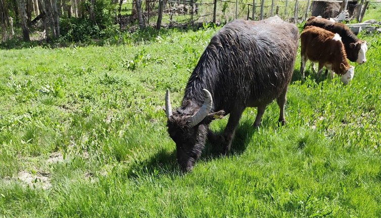 Muş'ta kaybolan manda Ağrı'da bulundu