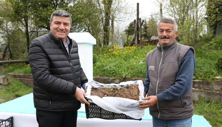 Samsun’da çilek üretimine büyük destek! 150 bin fide dağıtıldı