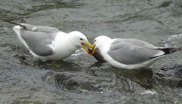Suların gizli kavgası! Martılar paylaşmakta anlaşmadılar