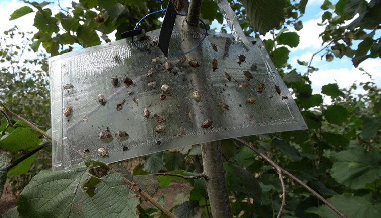 Samsun'da kokarca alarmı' Ziraat Mühendisleri Odasından ilaçlama çağrısı