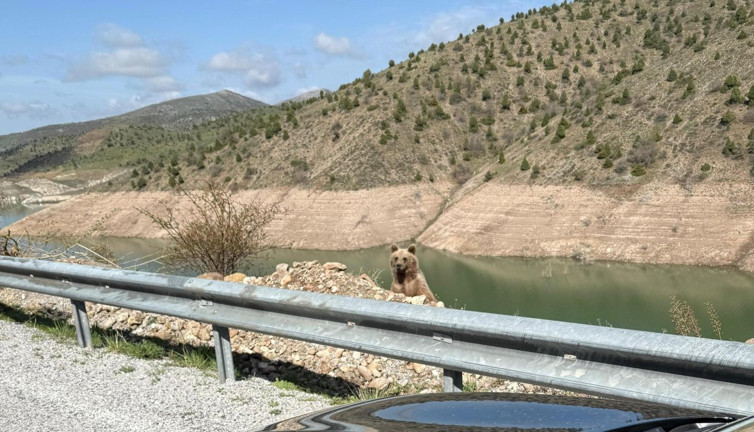 Ayıya "Koca Oğlan” dedi, Az kalsın canından oluyordu!
