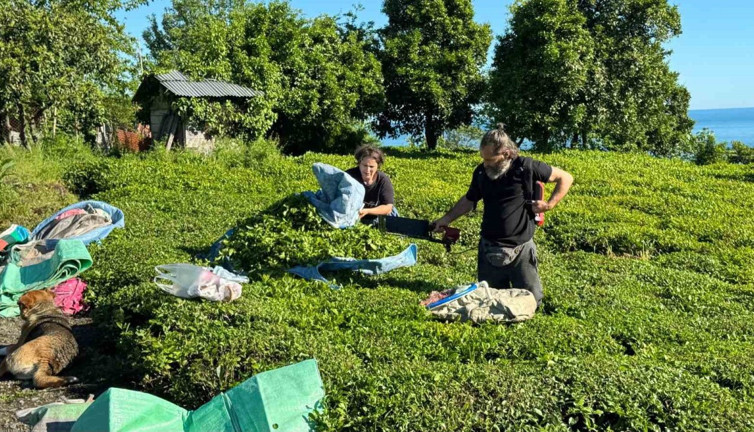 Doğu Karadeniz'de 2025 yaş çay sezonu açıldı