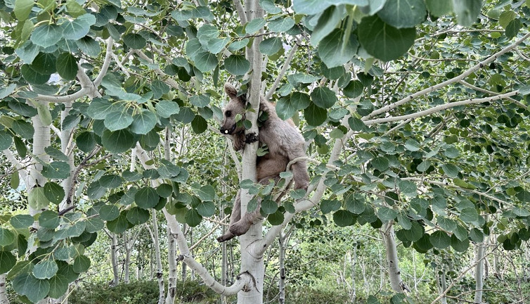 Nemrut’un maskot ayıları kış uykusundan uyandı