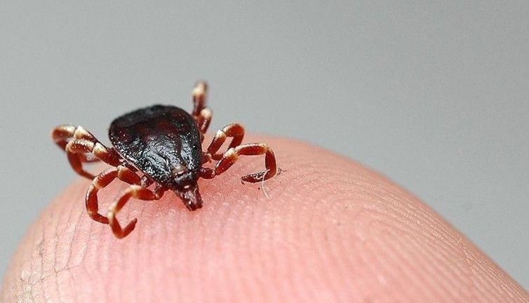 Keneyi hafife almayın!! Sivas Valiliği uyardı