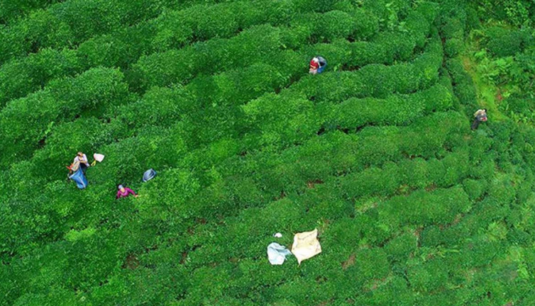 Rize'den yapılan çay ihracatı 5,5 milyon doları aştı!