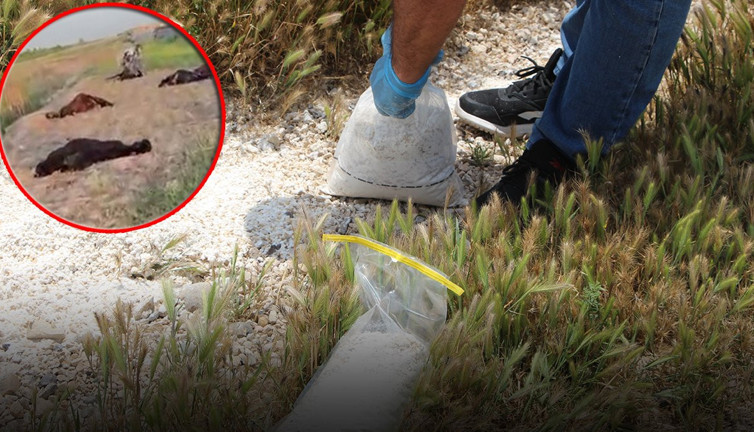 Zehirli tuzakla katliam yaptılar! Karataş'ta skandal olay