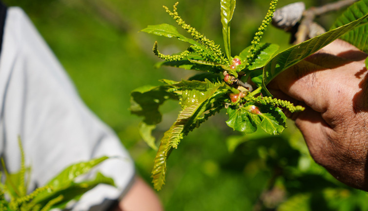 Kestane üretiminde yeni umut! Böcek silahı devreye girdi