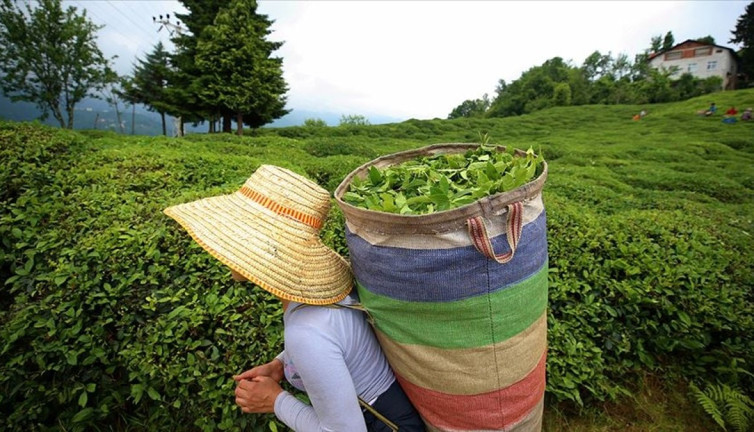 ÇAYKUR'a alınacak 1500 mevsimlik işçi için kura çekildi