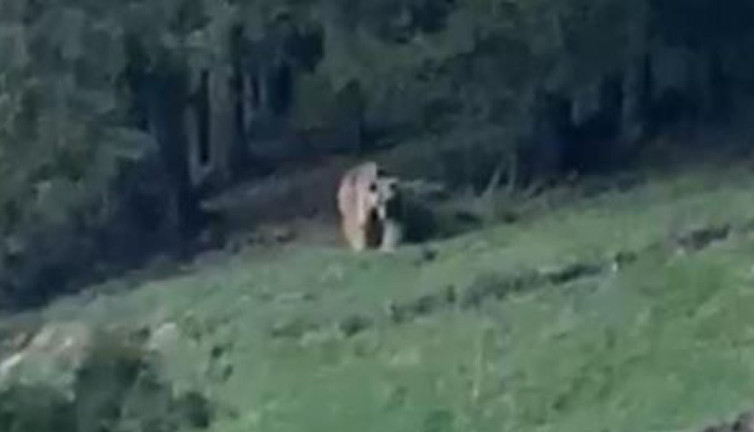 Muhtar ayıyı köpek gibi çağırdı