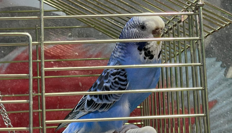 Muhabbet kuşlarına yoğun ilgi