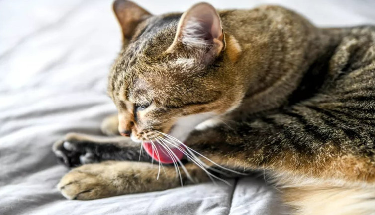 Kedilerin gizemli alışkanlığının bilinmeyen yönleri ortaya çıktı