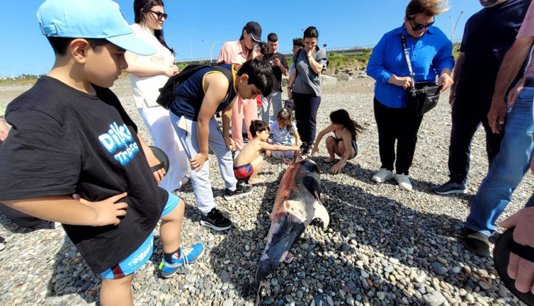 Trabzon'da ölü yunus karaya vurdu