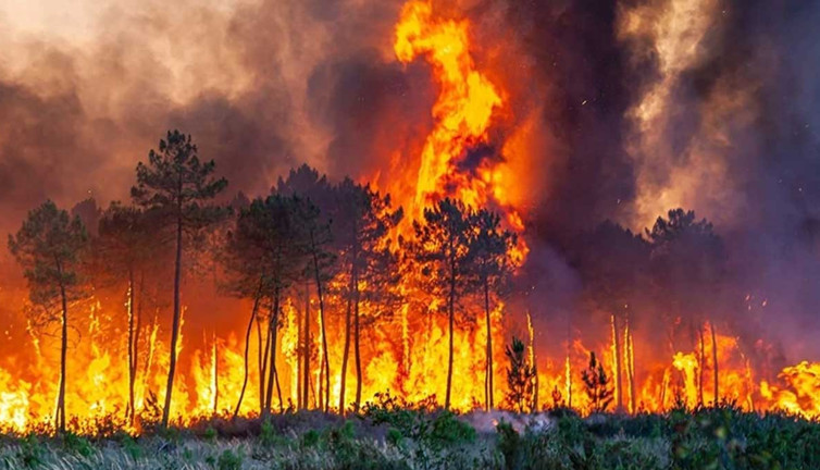 Orman yangınlarına karşı önemli karar: O tarihlerde girişler yasak