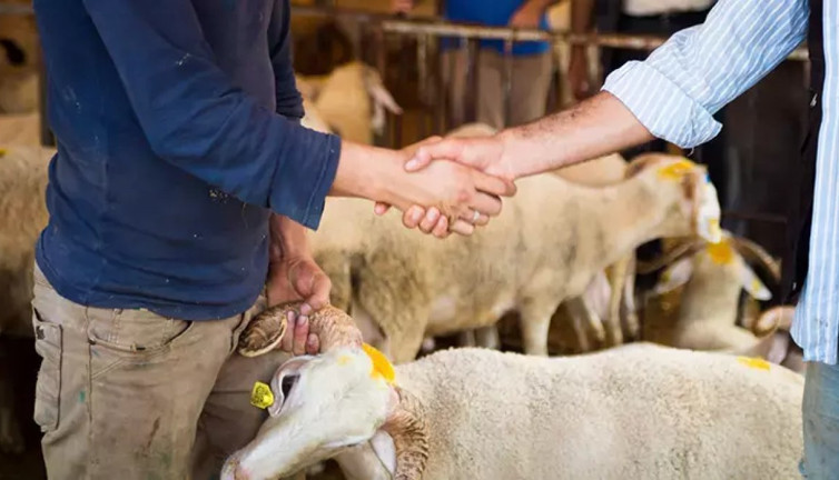 Kurban seçiminin püf noktaları! İşin uzmanları anlatıyor