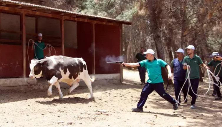 Gaziantep 'Kurban Bayramı'na hazır
