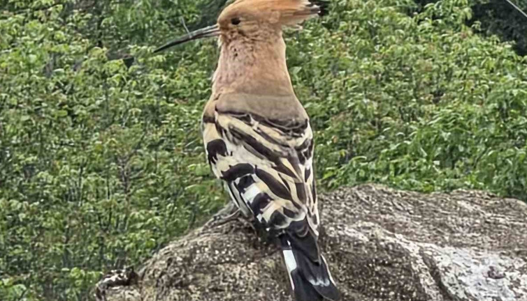 Hanönü’de ibibik kuşu görüldü