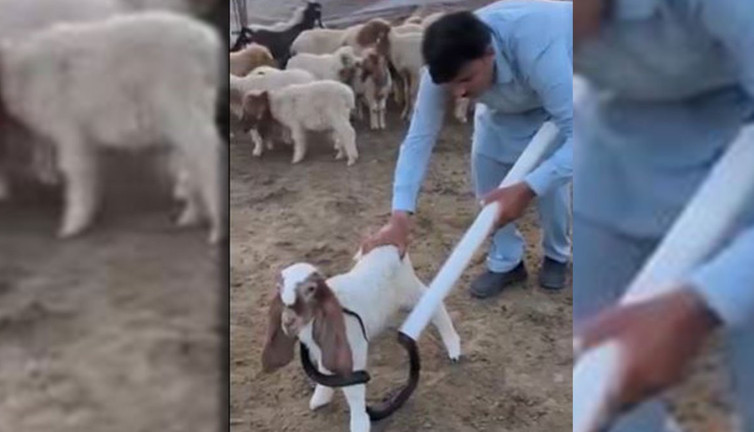 Kuzuyu yılandan boruyla böyle kurtardı! Bu bir yaşasın iyi insanlar haberidir