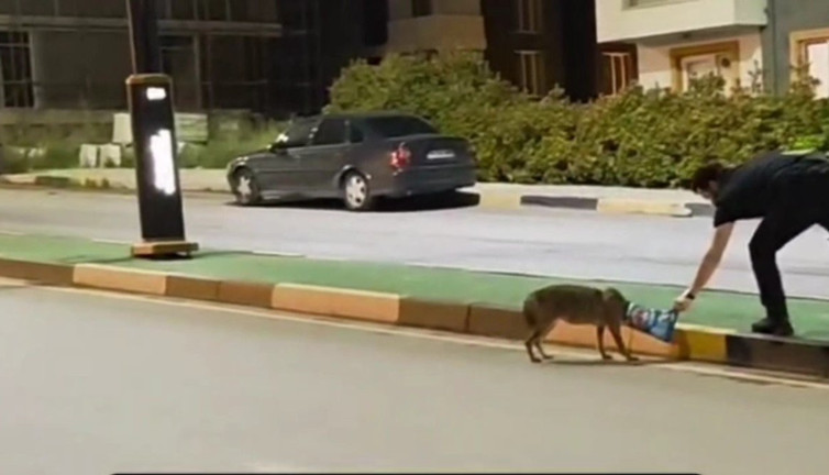 Başına poşet takılan çakalı vatandaş kurtardı