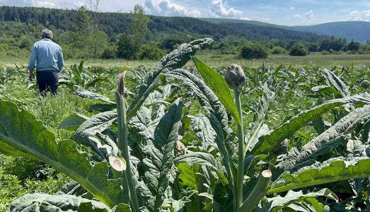 Bir gecede tarla boşaltıldı! Tarla sahibi çaresiz