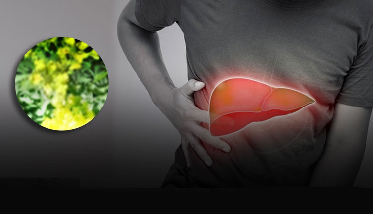 Kalbe, mideye ve cilde iyi gelen mucize! Şifalı otun gücüne şaşıracaksınız