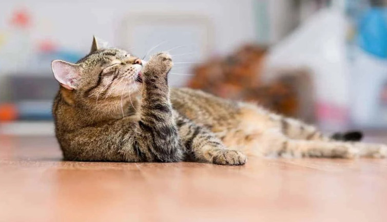 Kedilerin kendisini yalaması sadece temizlik için mi? Sır yönler ortaya çıktı