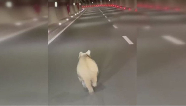 Dağdan sessizce indi, Avrupa’nın en uzun tüneline girdi! 14,5 kilometreyi maraton koşucusu gibi bitirdi