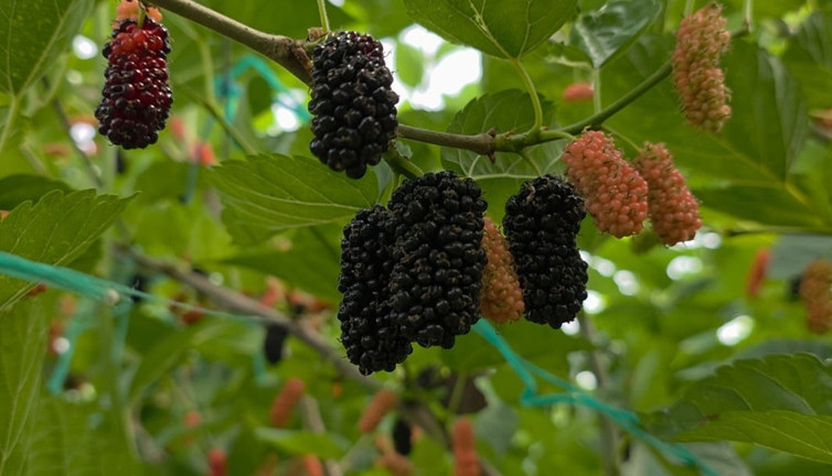 Üreticilerin yüzünü güldürdü! Dubai ve Katar’ı fethetti