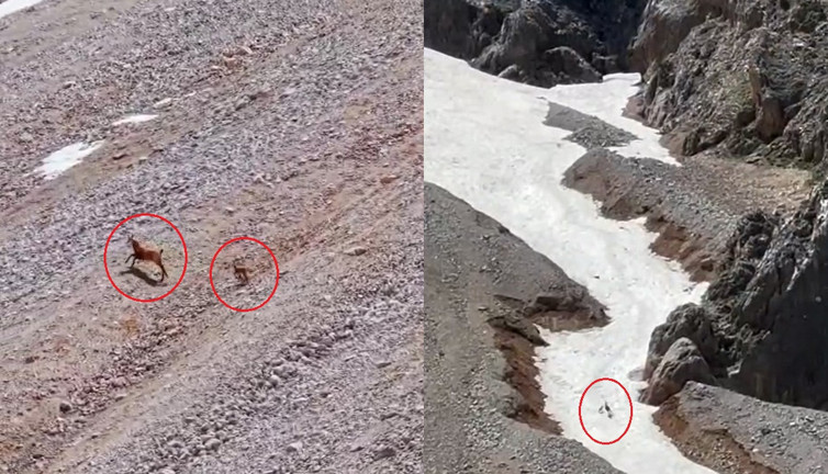 Yamaçtan sessizce indi yavruyu tek pençeyle avladı! Vahşi doğanın acımasız yüzü