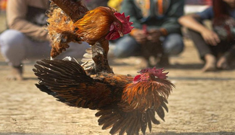 Horoz dövüştürenlere operasyon! 15 kişiye işlem