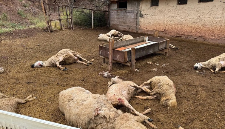 Ağıla giren kurtlar 18 koyunu telef etti