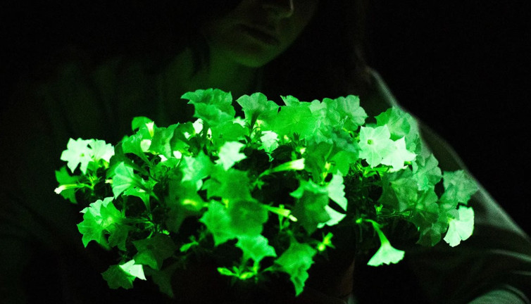 Karanlıkta parlayan bitkilerin gizemi! Doğanın lambaları