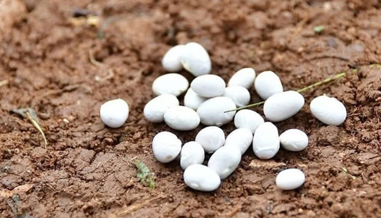 Ordu’nun altın ürünü toprakla buluştu