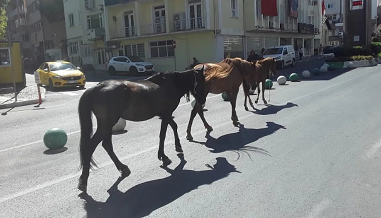 Kırklareli'nde başıboş atlar toplandı