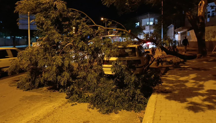 Park halindeki otomobilin üzerine ağaç devrildi
