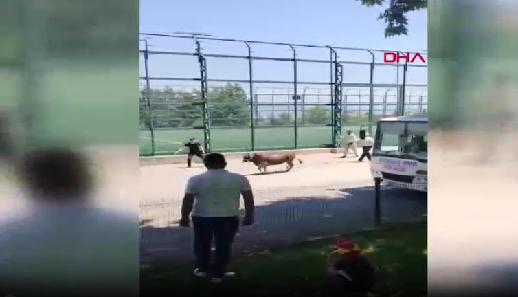 Kurbanlık inek mahalleyi birbirine kattı