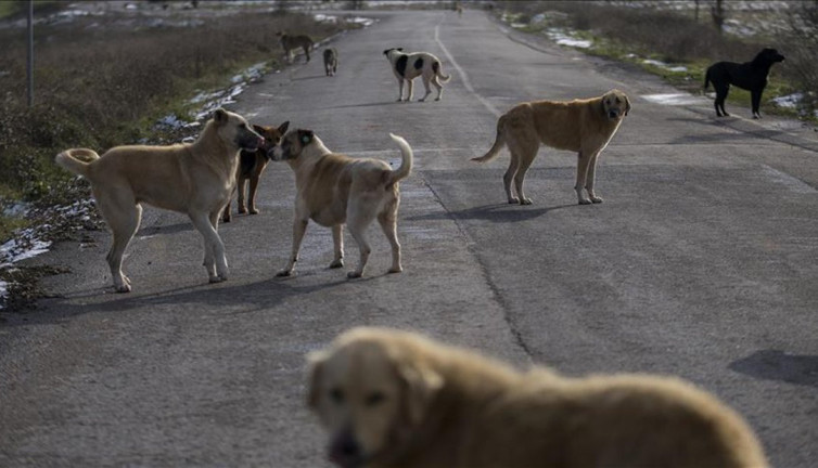 Ordu’da hayvan hakları için kritik toplantı!
