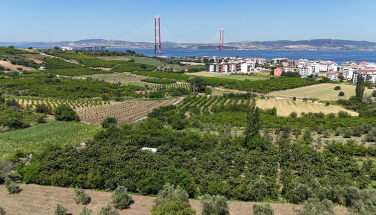 Meyvesi kansere duvar örüyor sapı ödemi söndürüyor. Lapseki devinin hasadı başladı. Tarlada kilosu 600 TL