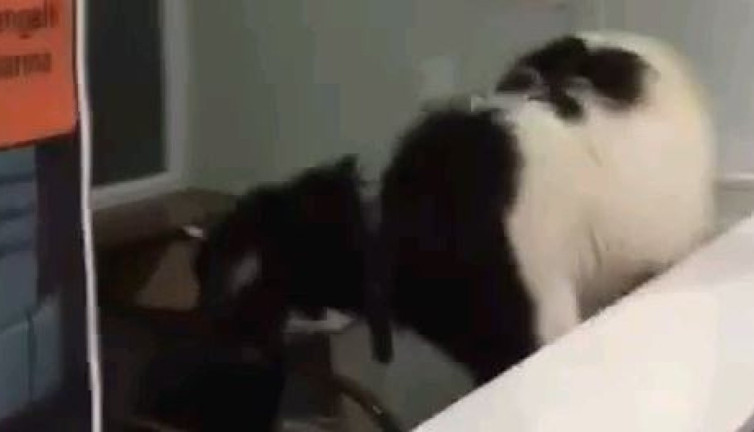 Otogardaki keçi paraları alıp kaçtı