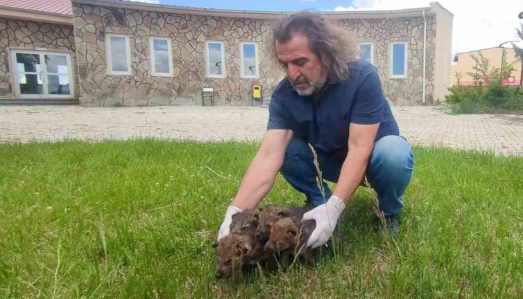 Yaylada bitkin halde bulundular!