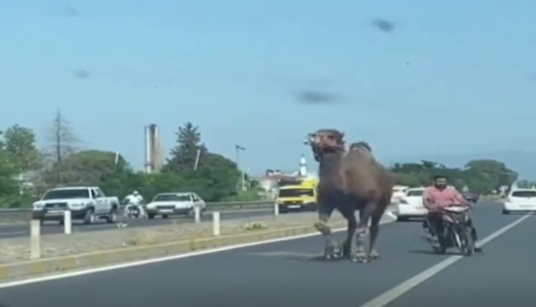 Deve Kaçtı! Sahibi motosikletle yakalamaya kalkıştı: Trafik altüst oldu!