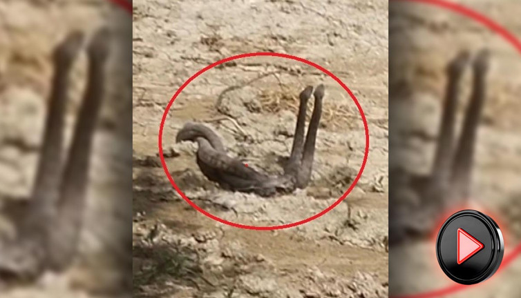 Yürüyüşte şok eden anlar: Yılanların çiftleşme dansını kayda aldı (İZLE)