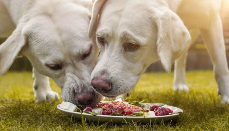 Kurban etinin o kısmını sakın köpeklere vermeyin! Ölüm yayıyor! Uzmanlardan hayat kurtaran uyarılar