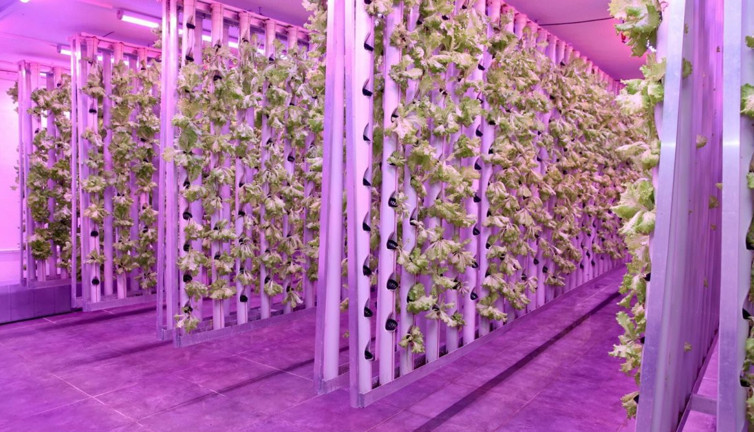 Daha az su daha fazla üretim! Tarımda yeni dönem