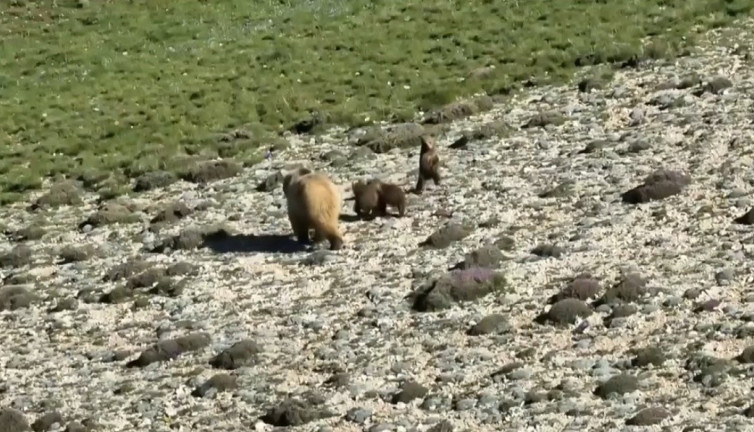 Erzincan’da anne ayı ve yavruları görüntülendi